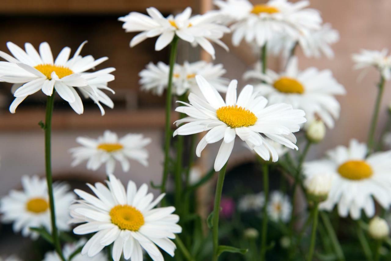 Girasole Villa Limni  Zewnętrze zdjęcie